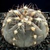 Gymnocalycium_taningaense_1